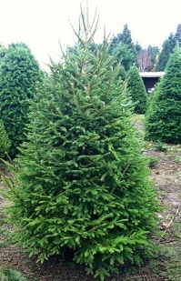 فروش کاج کریسمس 